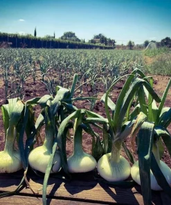 Cipolla di Nepi 1 Kg