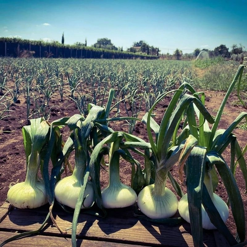 Cipolla di Nepi 1 Kg