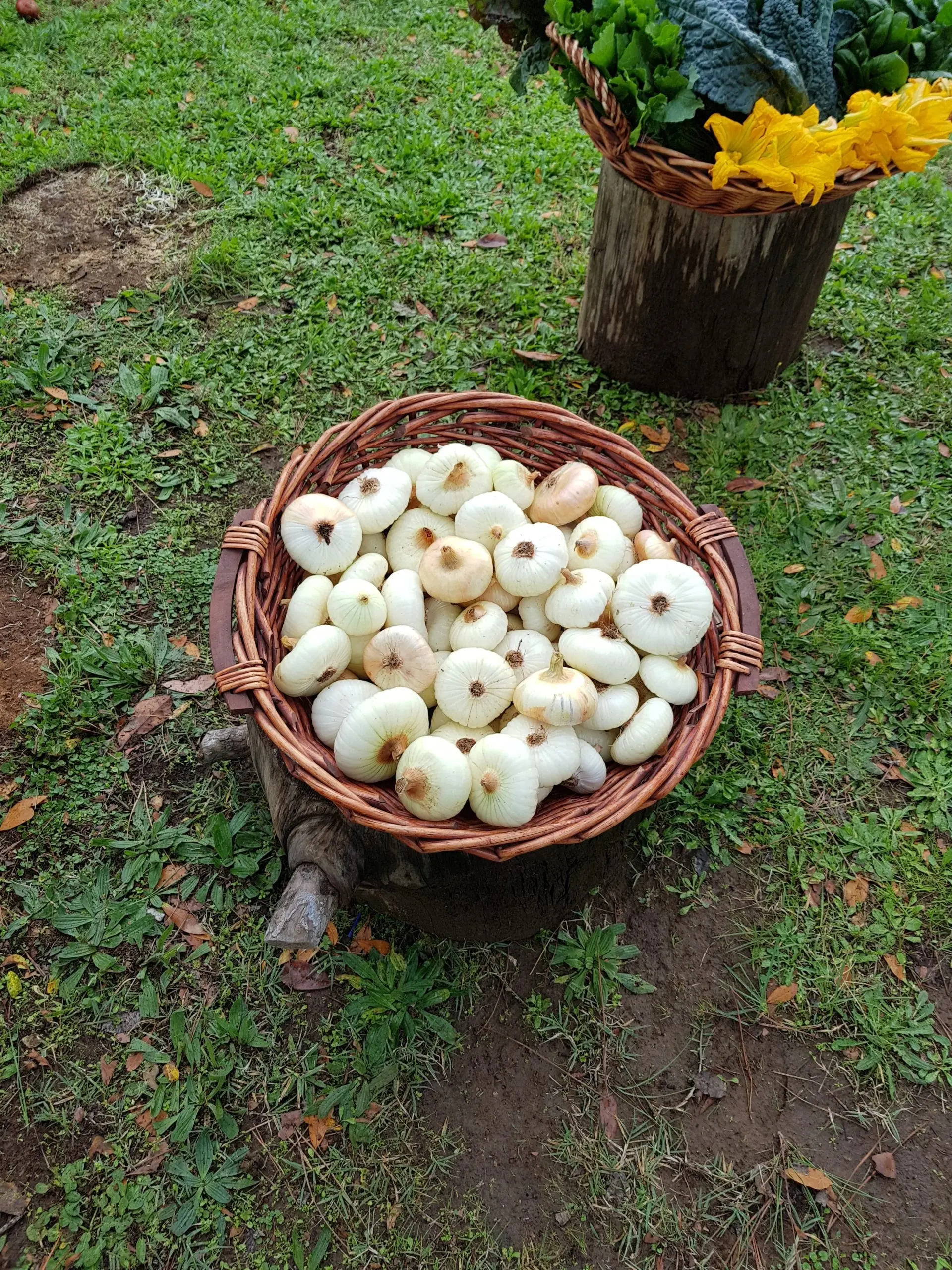 Cipolla di Nepi 1 Kg - immagine 2