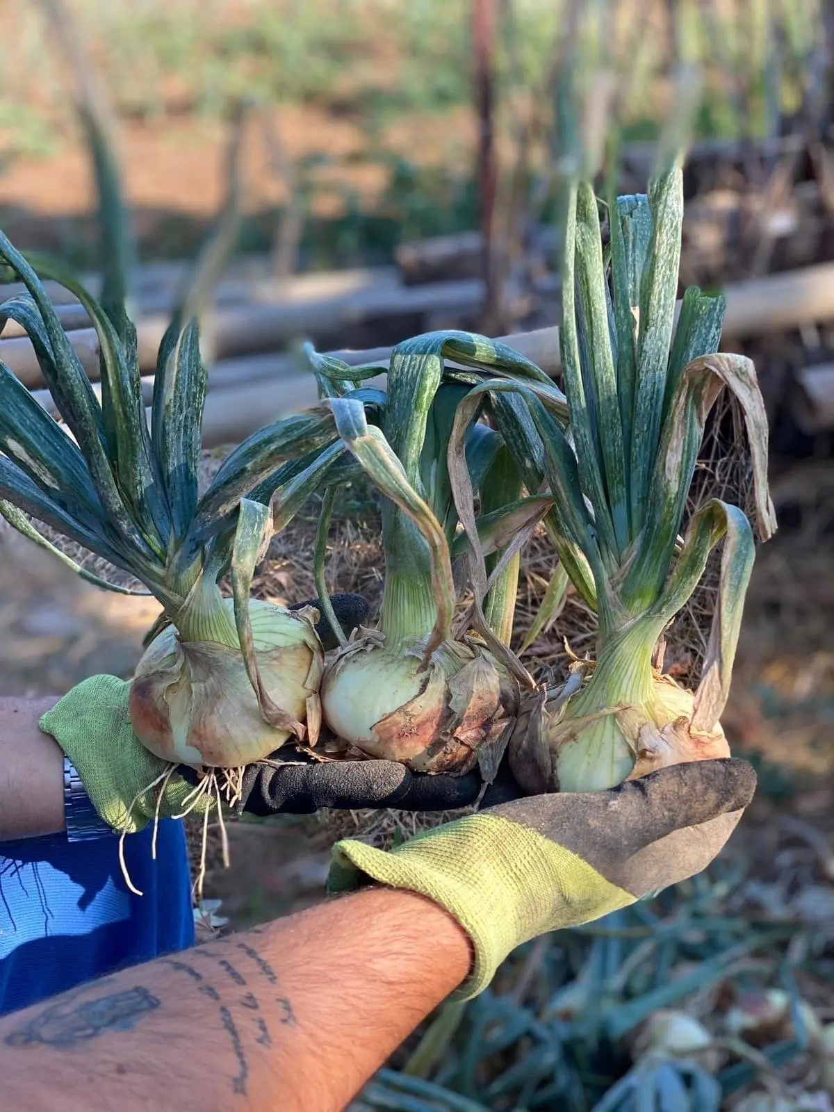 Cipolla di Nepi 1 Kg - immagine 3