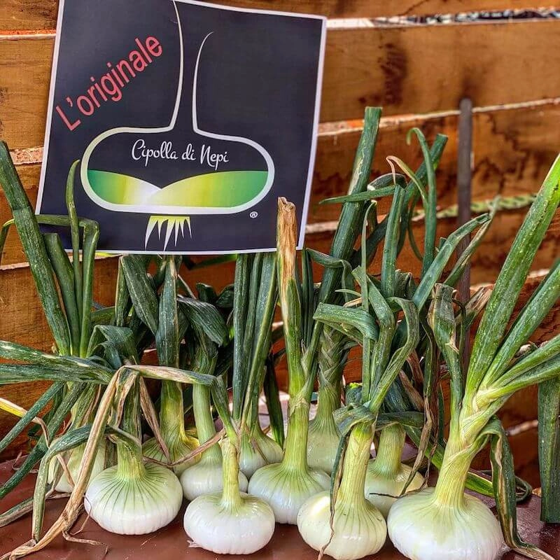 Cipolla di Nepi 1 Kg - immagine 5