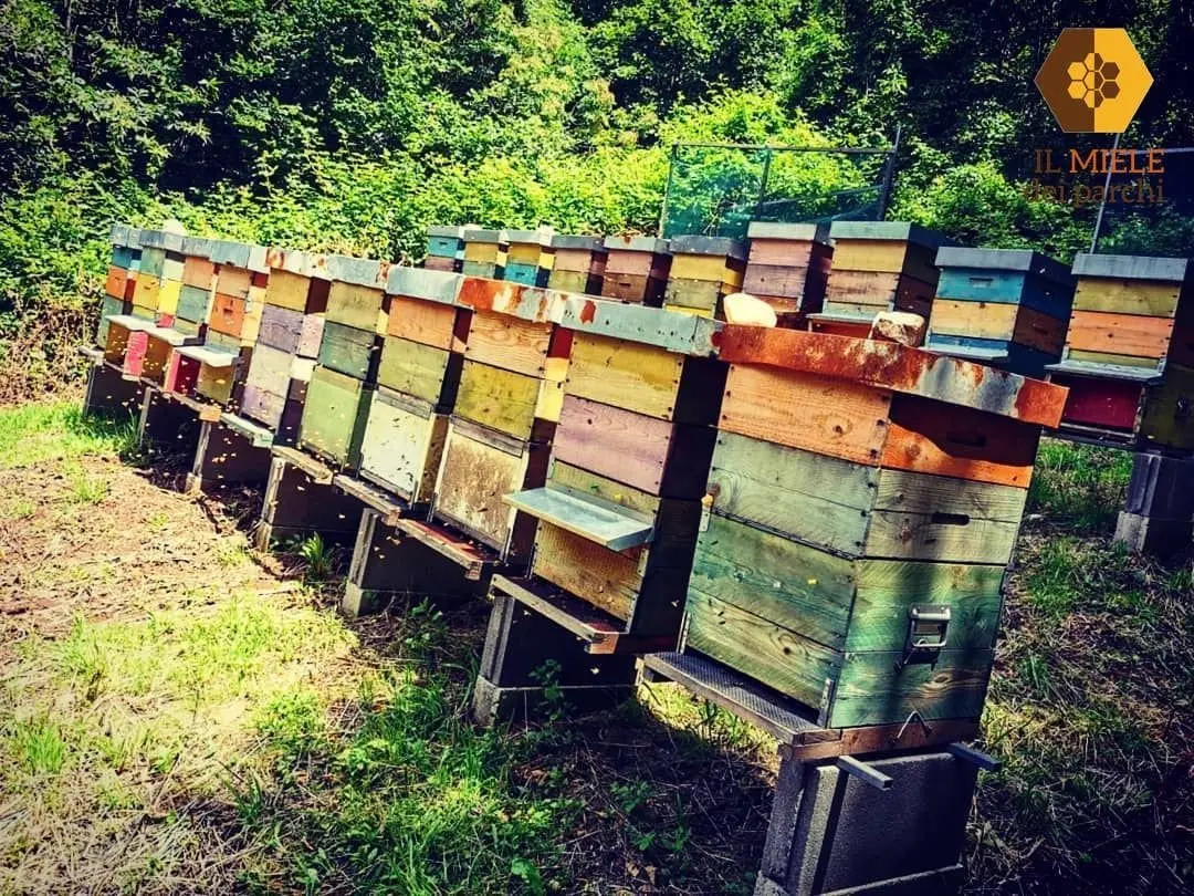 Miele millefiori del Parco Naturale Regionale dei Monti Lucretili 300g - immagine 3