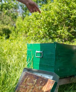 APICOLTURA – LEZIONE INTRODUTTIVA – 15 febbraio 2025