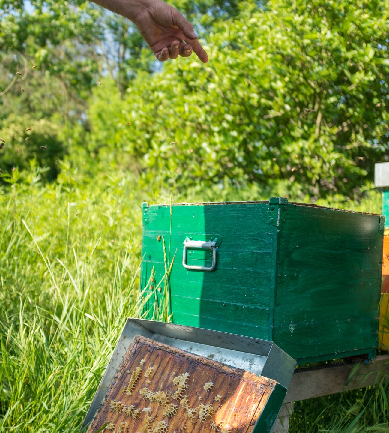 APICOLTURA – LEZIONE INTRODUTTIVA – 15 febbraio 2025