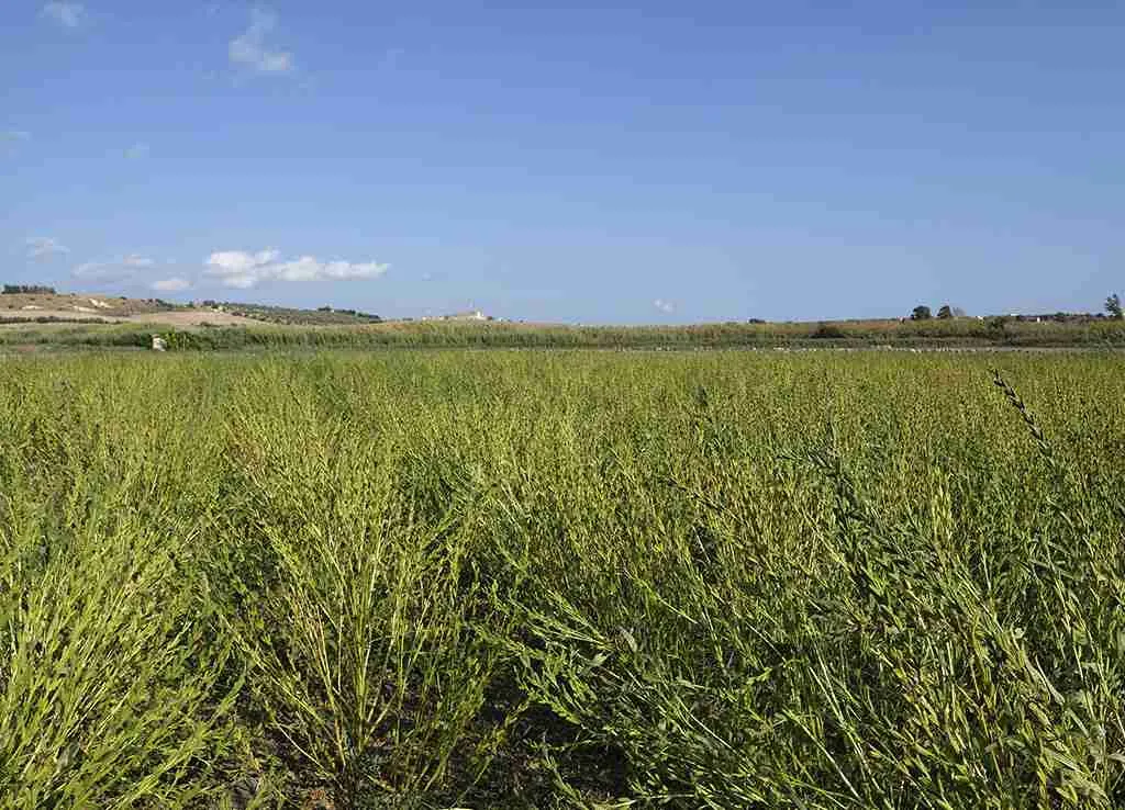 Sesamo di Ispica BIO di presidio Slow Food - immagine 2