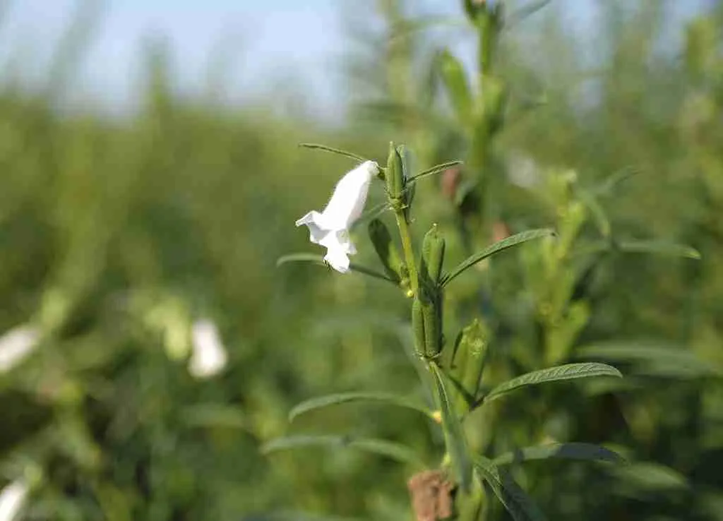 Sesamo di Ispica BIO di presidio Slow Food - immagine 3