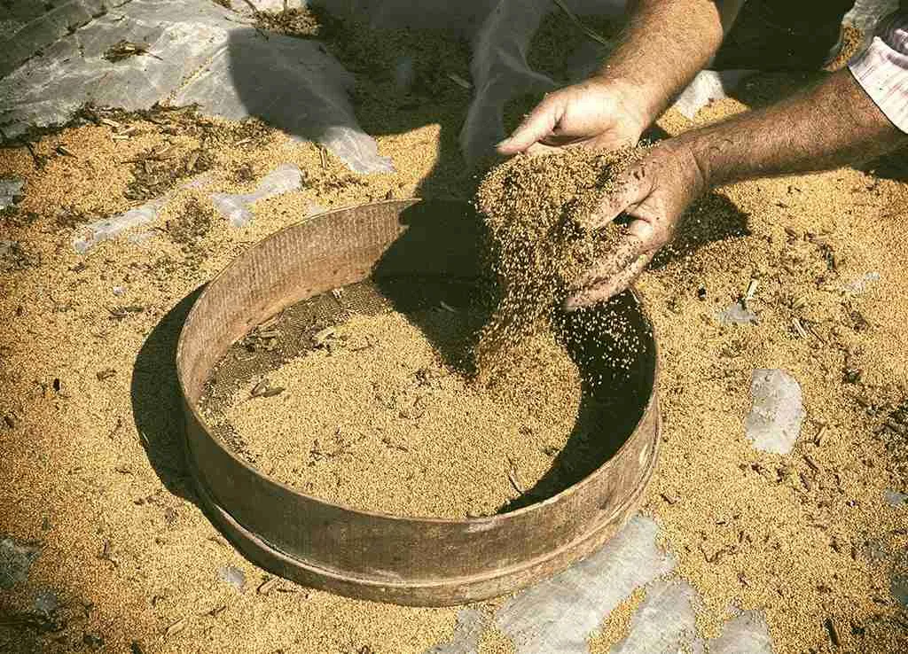 Sesamo di Ispica BIO di presidio Slow Food - immagine 4