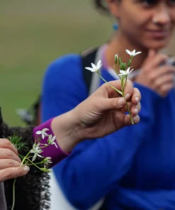 ERBE SELVATICHE – DOMENICA 25 MAGGIO 2025