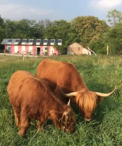 BESTIARIO DOMESTICO (LAB BAMBINƏ + ADULTƏ)_1 APRILE