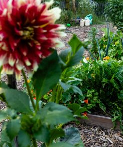 ORTICOLTURA BIOLOGICA DI BASE – LEZIONE DEL 20 settembre 2025